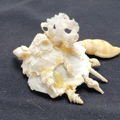 Spiny Oyster, Brain Coral, Starfish, and More (B2-EL)