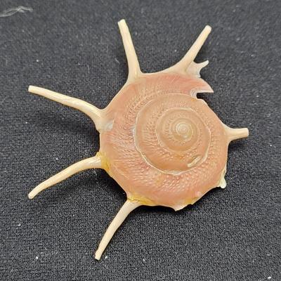 Spiny Oyster, Brain Coral, Starfish, and More (B2-EL)