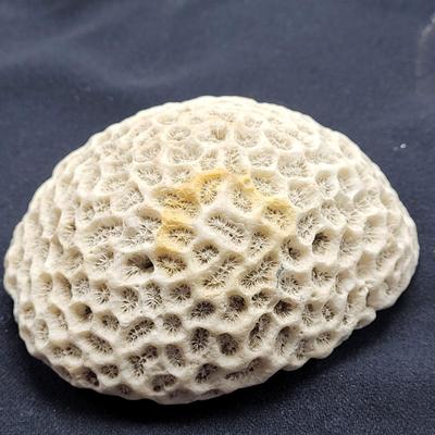 Spiny Oyster, Brain Coral, Starfish, and More (B2-EL)
