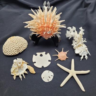 Spiny Oyster, Brain Coral, Starfish, and More (B2-EL)