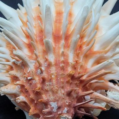 Spiny Oyster, Brain Coral, Starfish, and More (B2-EL)