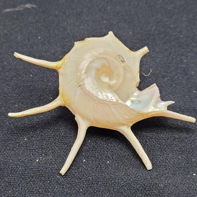 Spiny Oyster, Brain Coral, Starfish, and More (B2-EL)