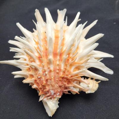 Spiny Oyster, Brain Coral, Starfish, and More (B2-EL)