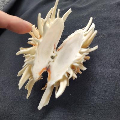 Spiny Oyster, Brain Coral, Starfish, and More (B2-EL)