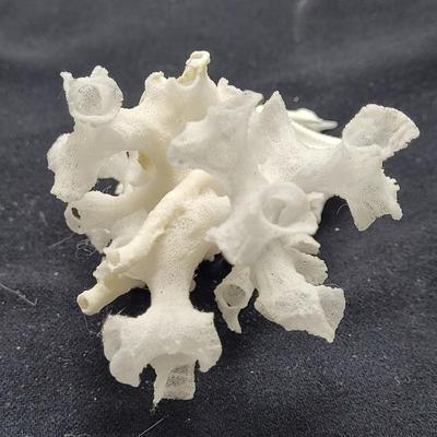 Spiny Oyster, Brain Coral, Starfish, and More (B2-EL)