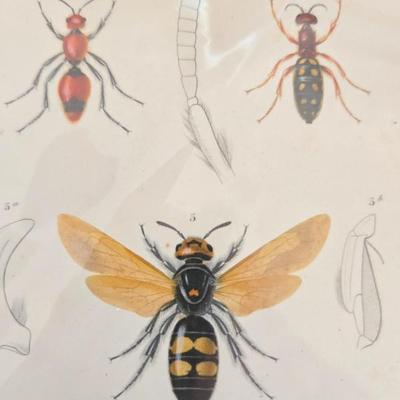 Antique and vintage prints