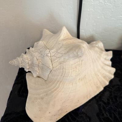 Sale Photo Thumbnail #103: Natural conch shell with textured surface, perfect for display or coastal décor.