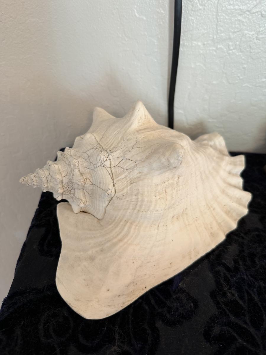 Large Conch Shell | EstateSales.org
