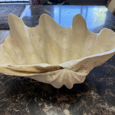 Sale Photo Thumbnail #104: Large natural clam shell, ideal as a centerpiece bowl or decorative accent.