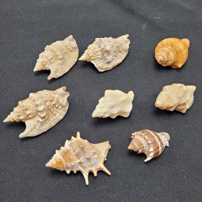 Variety of Mollusk Shells (D-EL)