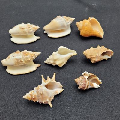 Variety of Mollusk Shells (D-EL)