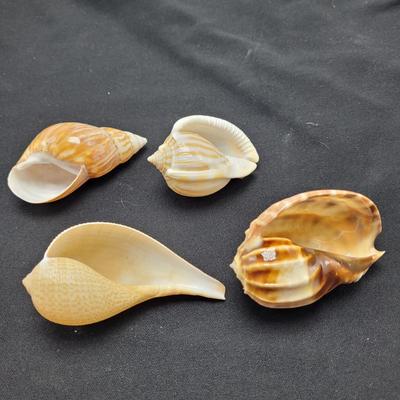 Variety of Mollusk Shells (D-EL)