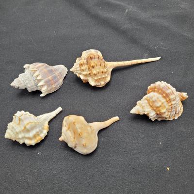 Variety of Mollusk Shells (D-EL)