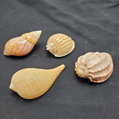 Variety of Mollusk Shells (D-EL)