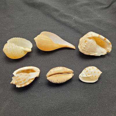 Variety of Mollusk Shells (D-EL)