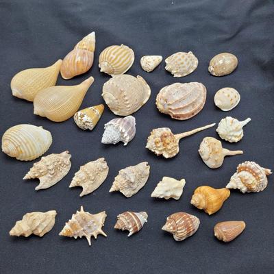 Variety of Mollusk Shells (D-EL)