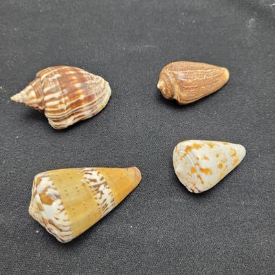 Variety of Mollusk Shells (D-EL)