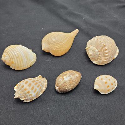 Variety of Mollusk Shells (D-EL)