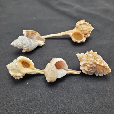 Variety of Mollusk Shells (D-EL)