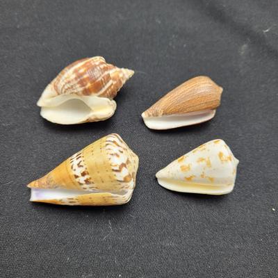 Variety of Mollusk Shells (D-EL)