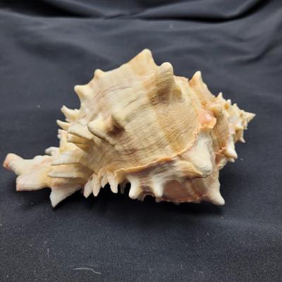 Murex Ramosus and Baler Melon Conch Shells (D-EL)
