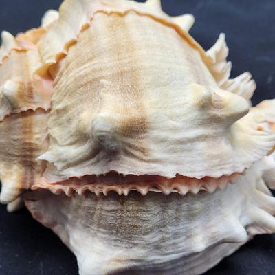 Murex Ramosus and Baler Melon Conch Shells (D-EL)