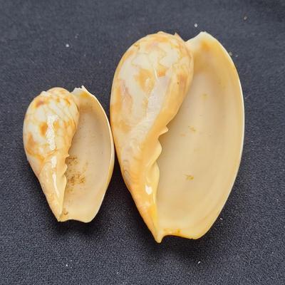 Murex Ramosus and Baler Melon Conch Shells (D-EL)