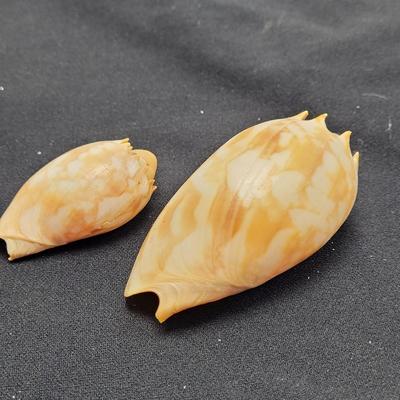 Murex Ramosus and Baler Melon Conch Shells (D-EL)