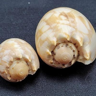 Murex Ramosus and Baler Melon Conch Shells (D-EL)