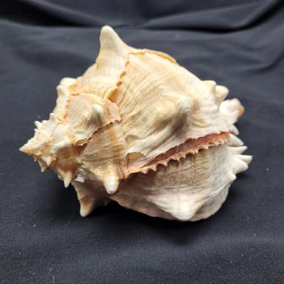 Murex Ramosus and Baler Melon Conch Shells (D-EL)