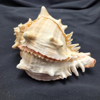 Murex Ramosus and Baler Melon Conch Shells (D-EL)