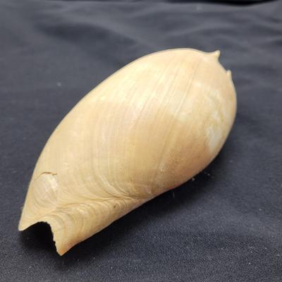 Murex Ramosus and Baler Melon Conch Shells (D-EL)