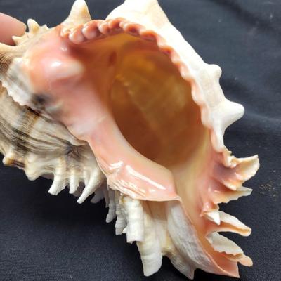 Murex Ramosus and Baler Melon Conch Shells (D-EL)
