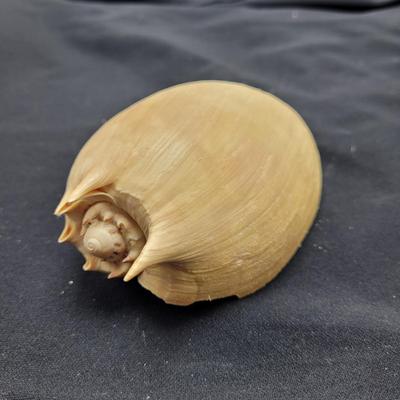 Murex Ramosus and Baler Melon Conch Shells (D-EL)