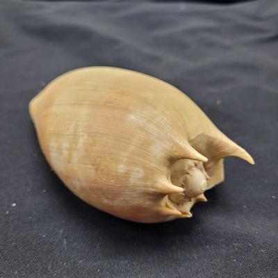 Murex Ramosus and Baler Melon Conch Shells (D-EL)