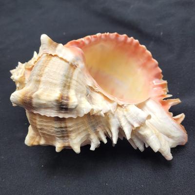 Murex Ramosus and Baler Melon Conch Shells (D-EL)