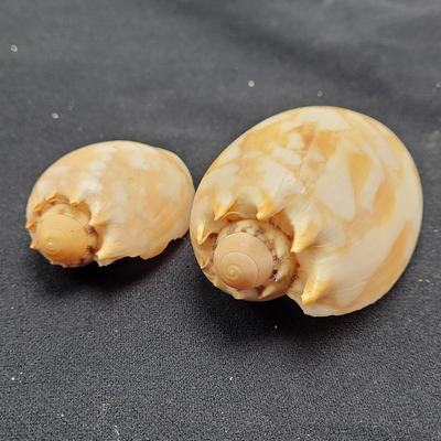 Murex Ramosus and Baler Melon Conch Shells (D-EL)