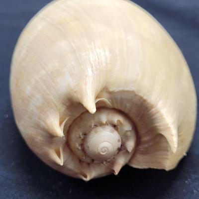 Murex Ramosus and Baler Melon Conch Shells (D-EL)
