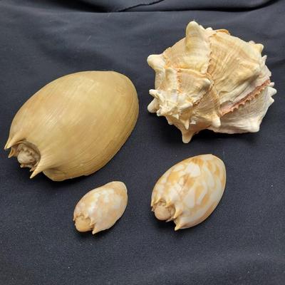 Murex Ramosus and Baler Melon Conch Shells (D-EL)