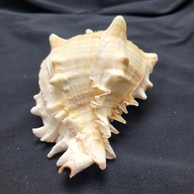 Murex Ramosus and Baler Melon Conch Shells (D-EL)