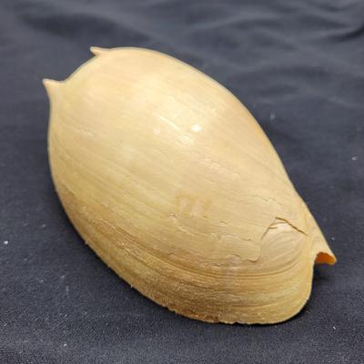 Murex Ramosus and Baler Melon Conch Shells (D-EL)