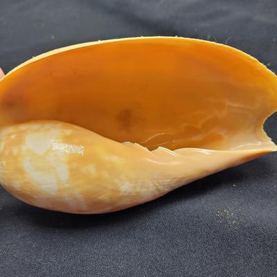 Murex Ramosus and Baler Melon Conch Shells (D-EL)