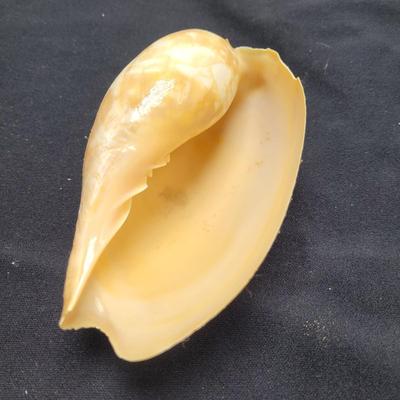 Murex Ramosus and Baler Melon Conch Shells (D-EL)