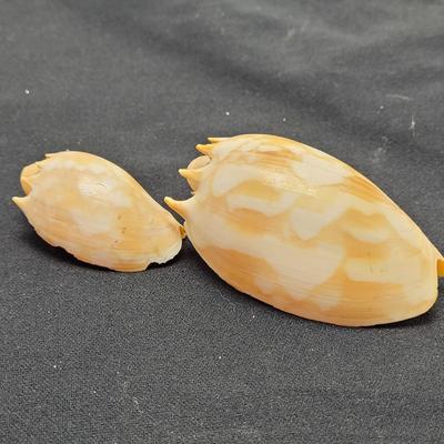 Murex Ramosus and Baler Melon Conch Shells (D-EL)