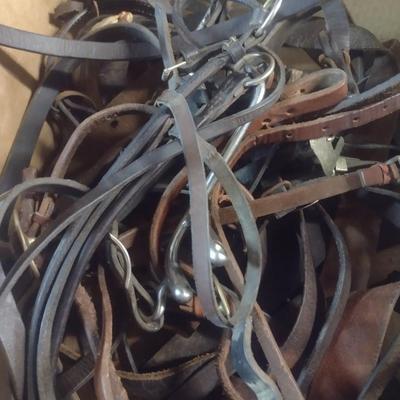 Collection of Leather Horse Riding Accessories