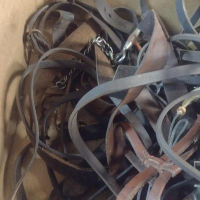 Collection of Leather Horse Riding Accessories