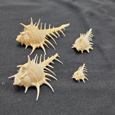 Venus Comb Murex Shells and More (D-EL)