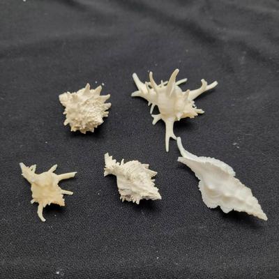 Venus Comb Murex Shells and More (D-EL)