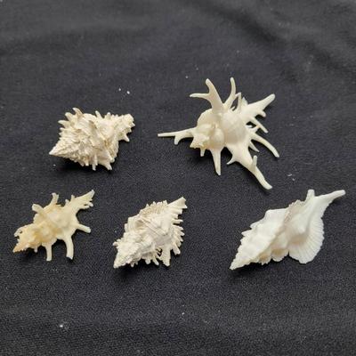 Venus Comb Murex Shells and More (D-EL)