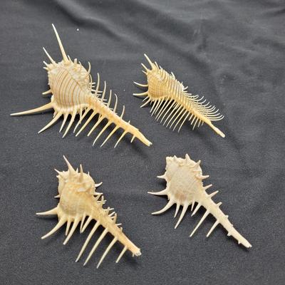 Venus Comb Murex Shells and More (D-EL)